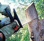 Trusted Long Beach, WA Tree Care Experts