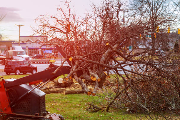 Best Tree Removal  in Long Beach, WA