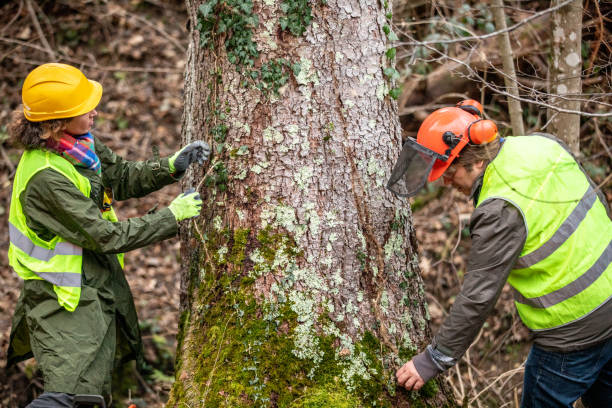Best Root Management and Removal  in Long Beach, WA