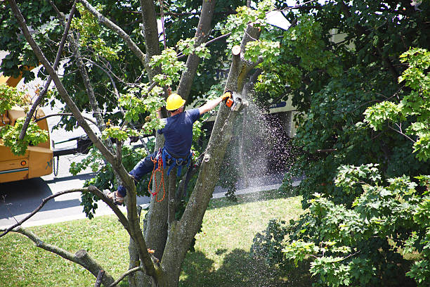 Best Weed Control  in Long Beach, WA