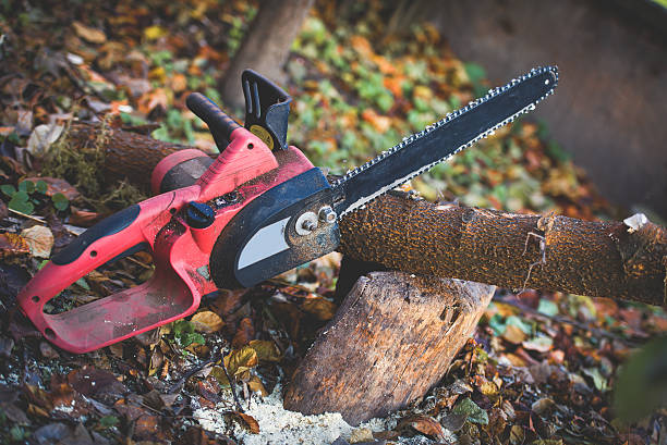 Best Hazardous Tree Removal  in Long Beach, WA
